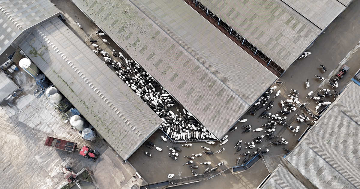 How I mapped Britain’s hidden ‘battery cows’