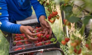 A farm worker picks strawberries in a poly tunnel at a UK farm