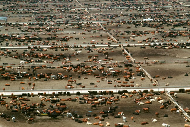 Aerial view of world's largest cattle feedlot (120,000 head). Monfort beef, CO